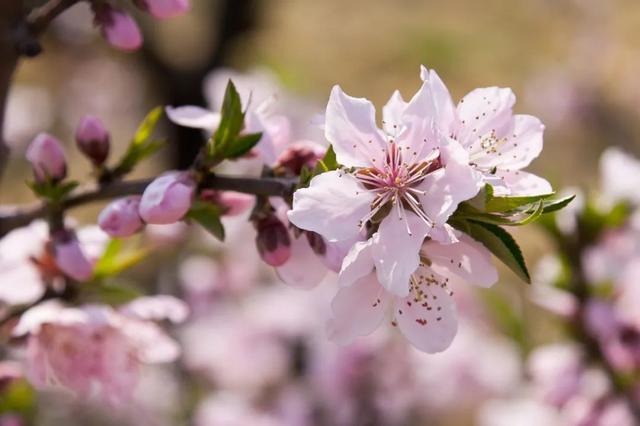 花柄花梗茎的区别，花梗和花茎的区别（一树一树的花花花花花花开）