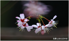 中国樱花有几个品种，中国樱花树品种（这81种樱花）