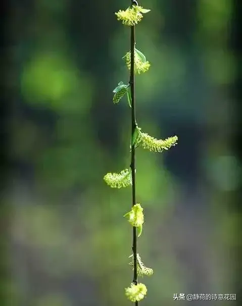 关于春天的诗歌，写给春天的诗歌仿写三年级（隔屏都感觉到了盎然生机与活力）