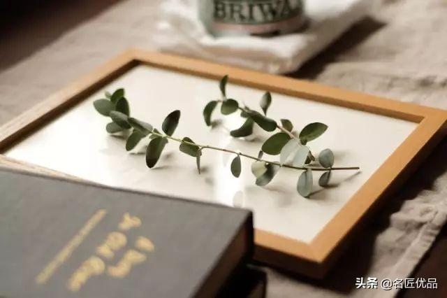 植物标本怎么做(最简单的树叶标本)插图(1)