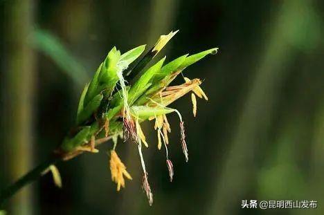 草本植物有哪些，你看到的竹子原来不是“树”（开花的草本植物有哪些）