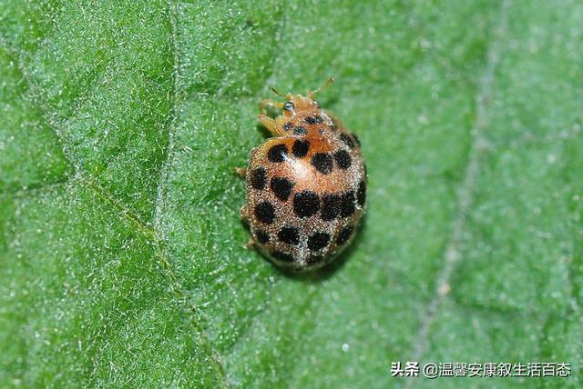 昆虫的主要特征，简述昆虫的主要形态特征（昆虫……你又了解多少呢）