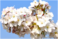 中国樱花有几个品种，中国樱花树品种（这81种樱花）