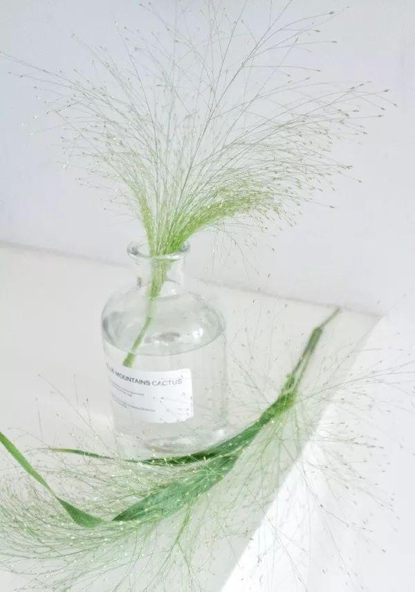 雪柳花语，雪柳花语殊胜什么意思（选对了叶材，鲜花靠边站）