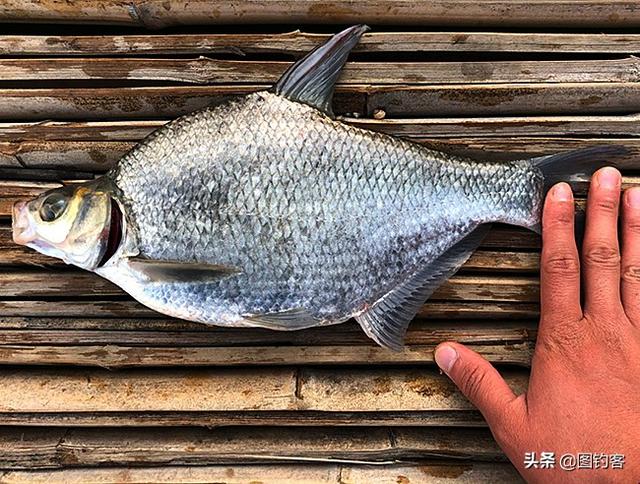 乌苏里江鱼类图片