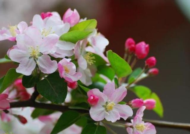 樱花和李子花的区别是什么，樱花李子能吃吗（街道两旁的“花树”）