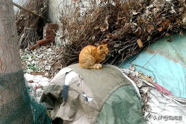 搓脚石是什么石头，搓脚石是什么石头做的（梁汉生：童年记忆）