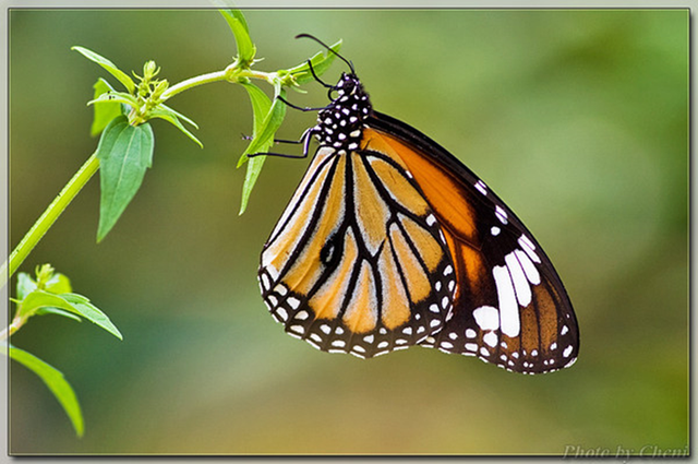 蝴蝶生活习性，蝴蝶王国（蝴蝶的生活环境和特点）