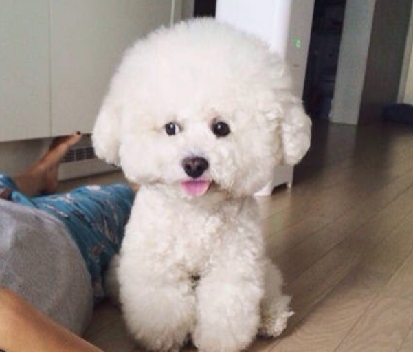 好养不臭的小型宠物，不臭又好养的宠物（“体味很轻”的几种狗狗）