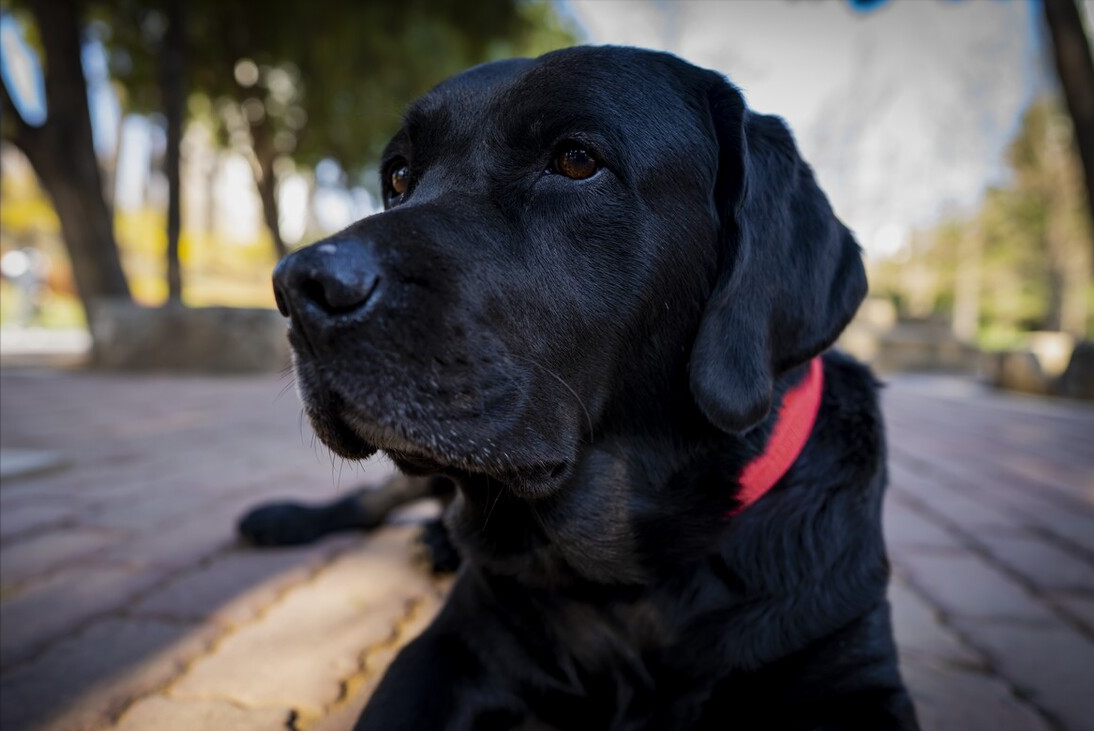 拉布拉多幼犬体重多少 拉布拉多幼犬体外驱虫多大开始做驱虫