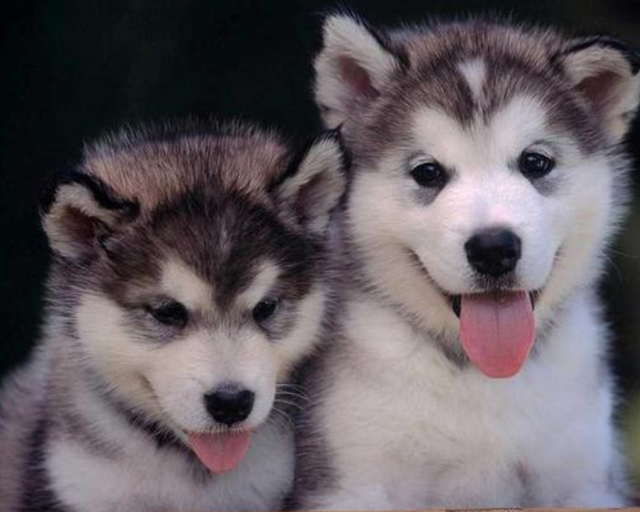 小哈士奇，家里养一只“哈士奇”（哈士奇幼犬拉稀怎么办）