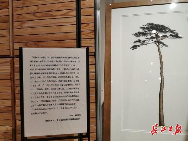 江南百景图枯枝有什么用，江南百景图枯枝在哪（日本希望借奥运点燃“复兴之火”）