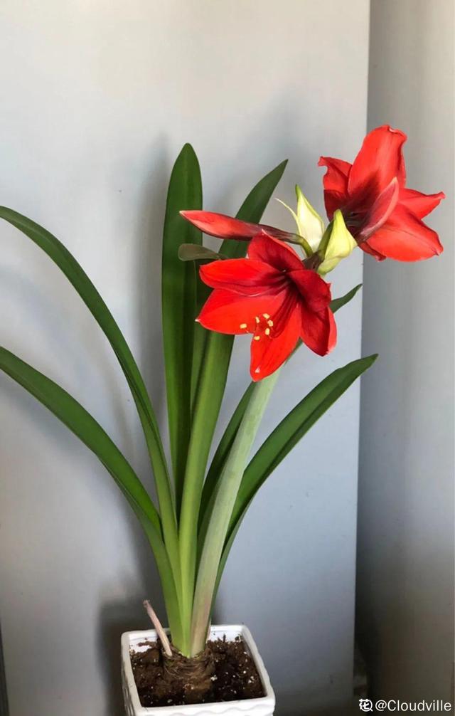 鸟尾花的繁育管理，鸟尾花 花期（30种耐阴花）