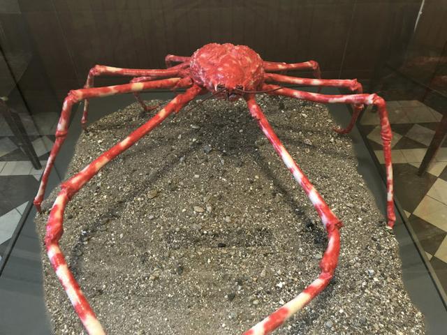 一只螃蟹几条腿，螃蟹有几条腿（还能凭实力吃掉鲨鱼）