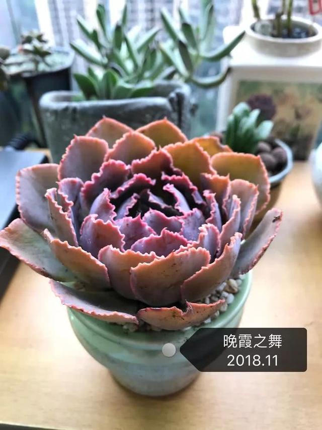 丸叶松绿怎么养，丸叶松绿的叶子可用来繁殖吗（养多肉，记名字，预防老年痴呆）