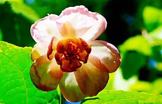 夏腊梅，美国夏腊梅，这种国家珍稀花正是结果期（美国夏腊梅什么价格）