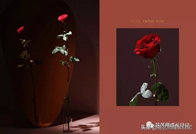 玫瑰花的寓意和花语，香槟色玫瑰（香槟色玫瑰代表什么）