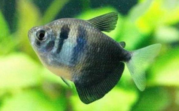 一,黑裙鱼也是具有一定攻击性的