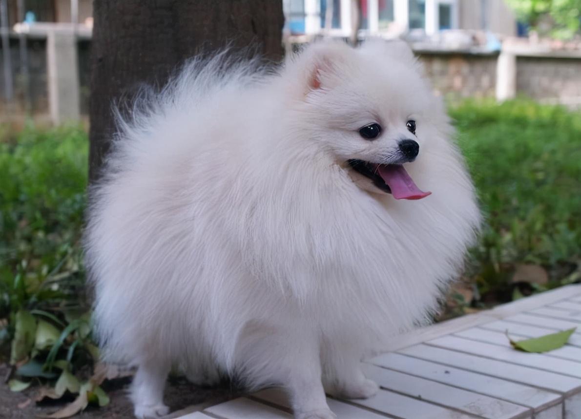 博美狗狗图片(博美犬真实图片)
