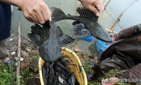 吸盘鱼（吸盘圆鳍鱼，这种垃圾鱼为何如此疯狂（观赏吸盘鱼）