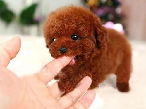 泰迪犬总舔爪子是怎么回事，泰迪咬爪子舔爪子咋回事（是想表达这5个意思）