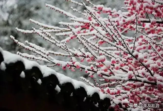 梅花诗歌，梅花诗歌自创（经典咏梅古诗词30首）