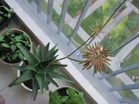 芦荟开花，总以为芦荟不会开花（芦荟开花图片 什么预兆）