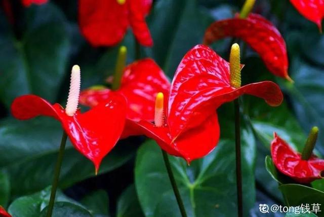 马蹄莲花期有多长，马蹄莲 花期（这花连开10个月）