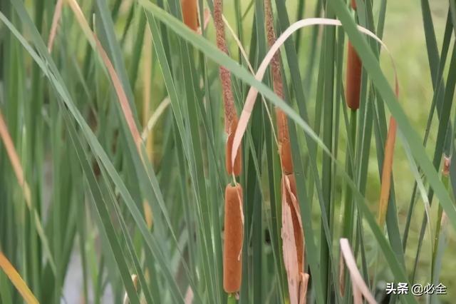 地被植物，常绿植物、地被及其他篇（地被植物名词解释）