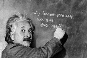 抖音树新蜜蜂是什么梗，类似树新蜜蜂的梗（意大利百万蜜蜂神秘死亡引热议）