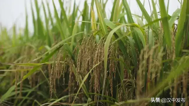 汉中板凳龙，板凳龙的寓意（一部关于汉中勉县的“大片”将在央视播出）