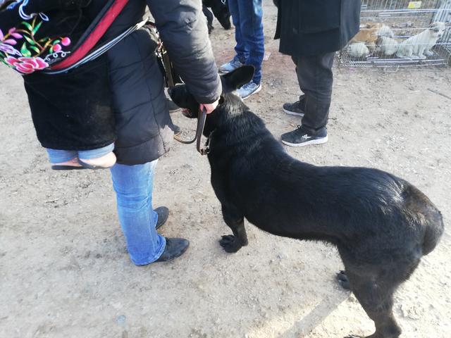 1个月黑狼犬出售，黑狼犬幼犬出售1000元买到两条（买家无奈请求卖家帮忙搬运）
