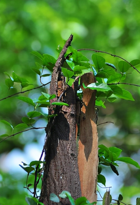 带shu的成语，带shu褒义成语（语文知识：含有“木”的成语）