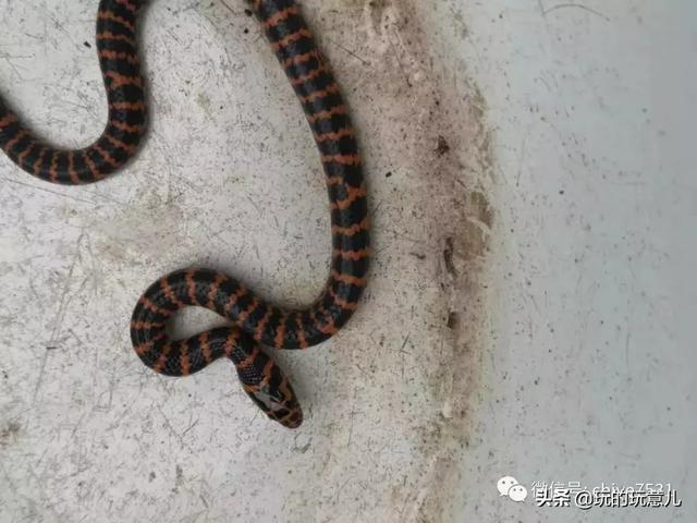 竹蛉饲养技巧，鸣虫竹蛉吃什么怎么饲养（捉虫记，竹蛉与萤火虫<一>）