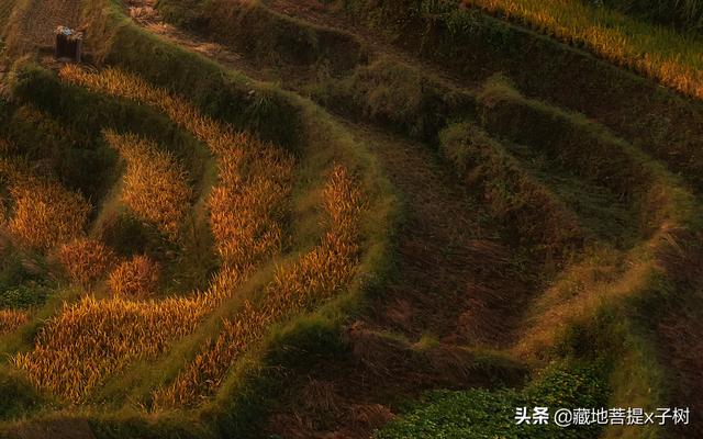 梦见嫂子是什么意思，梦见嫂子