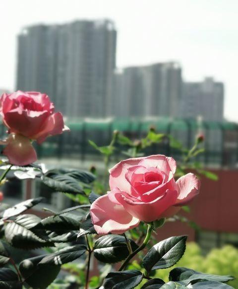 高杆月季的栽培方法，月季小苗一根杆