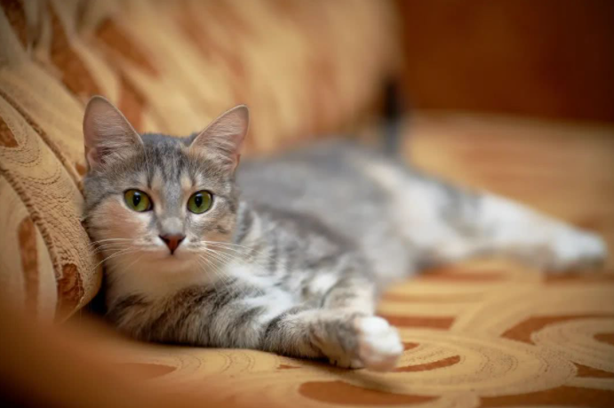 小猫的特点(猫咪的特点有哪些)