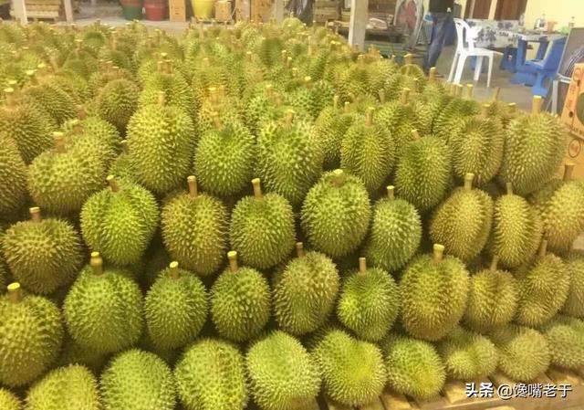 榴莲几月份最便宜，榴莲旺季是几月份（榴莲要大量上市了）