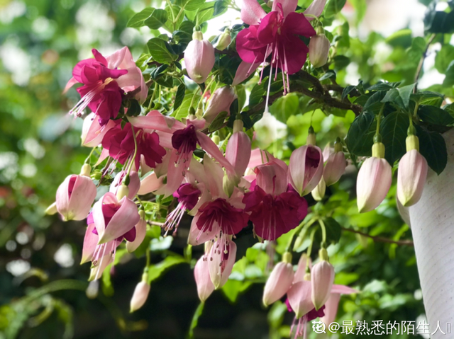 鸟尾花的繁育管理，鸟尾花 花期（30种耐阴花）