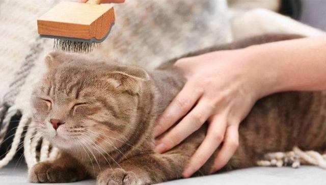 吸猫什么意思，女人说可以吸猫什么意思（吸猫体质之所以“招猫”喜欢）