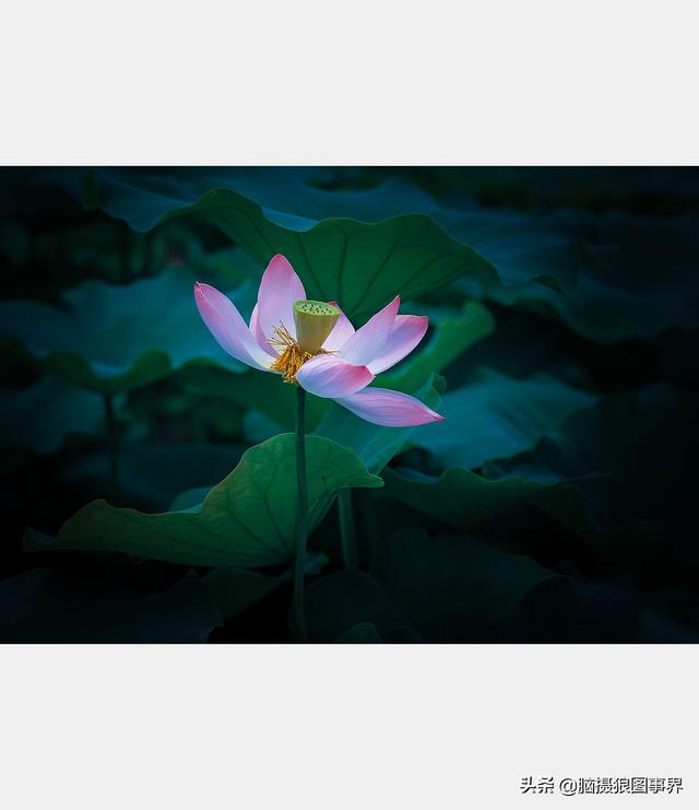 荷花图片，荷花图片大全真实照片（分享18张实拍荷花照）