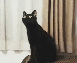 黑猫是什么品种，黑猫白爪是什么品种（古书记载“辟邪招财”的黑猫都有哪些品种）