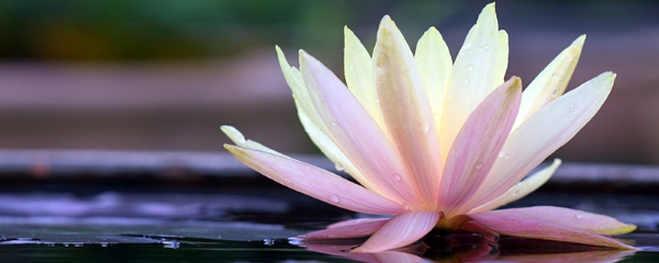 荷花是哪个季节开的，桃花是哪个季节开的（荷花什么季节开花）