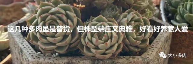 多肉十大美人系列，十大漂亮多肉（盘点盘点多肉界的“美人”们）