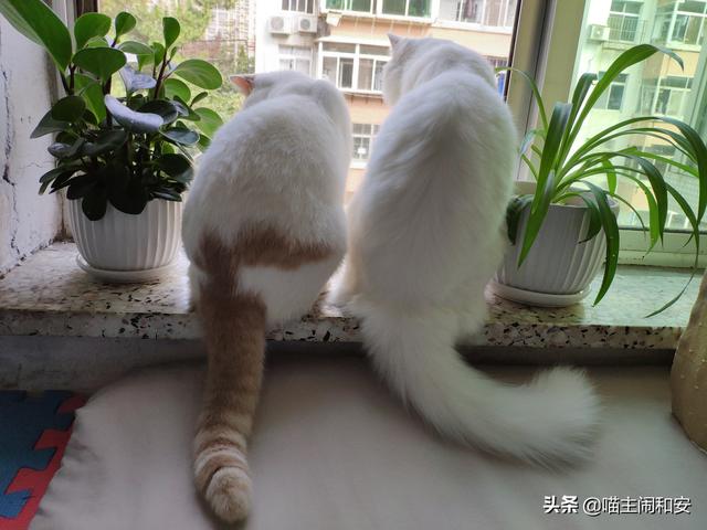 吸猫是啥意思是什么，吸猫到底是什么意思（每天都在狂“吸猫”的你）