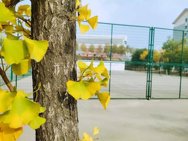 大连财经学院学费，2021年大连财经学院录取通知书查询入口_什么时候收到及发放时间（<八>大连财经学院）