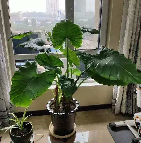 家里面有甲醛如何去除？揭秘甲醛最怕三个克星植物 第7张