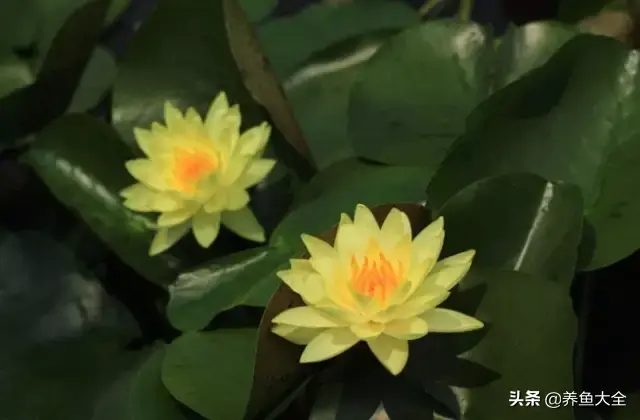 莲花的别称有哪些，莲花的别称有哪些拼音（ 太齐全太珍贵了）