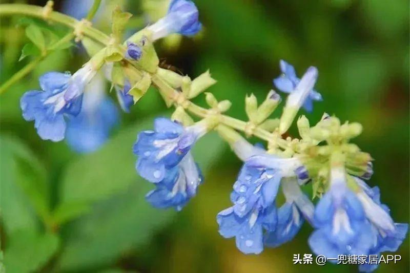 淘宝网花店(淘宝商城花卉市场)