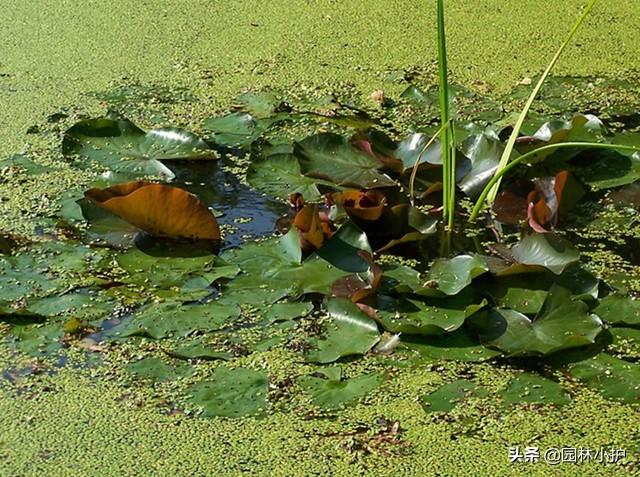 有关花卉的知识点，知道三个的算你牛